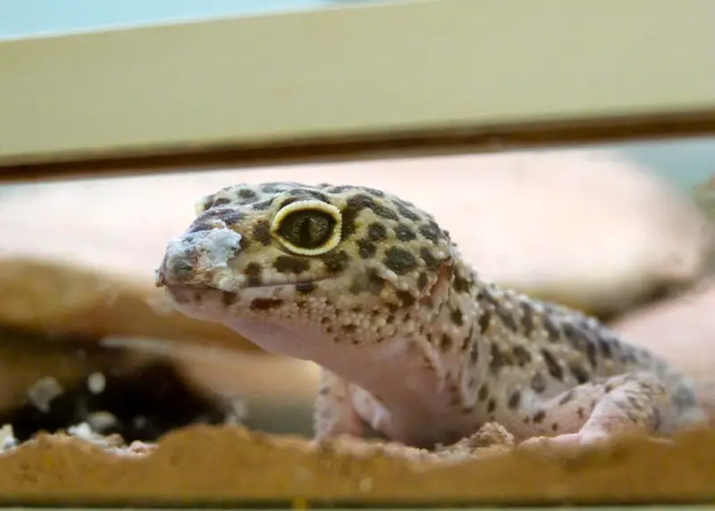 Gecko llewpard 19