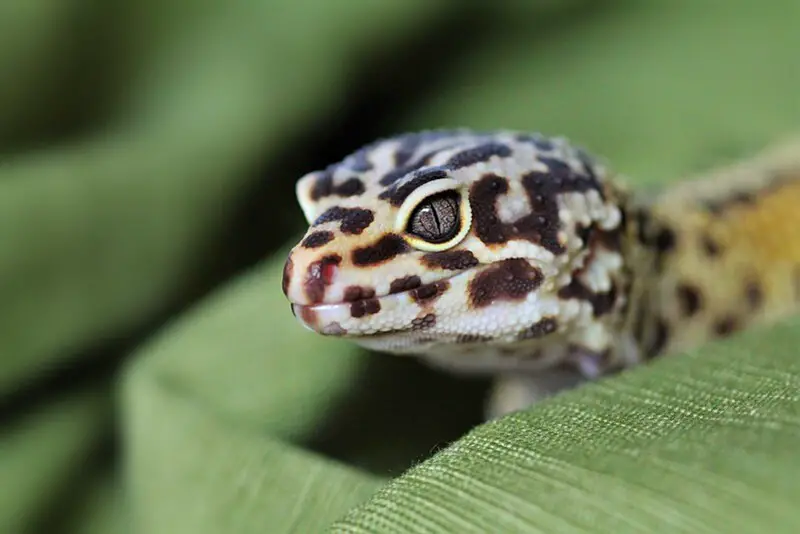 Gecko lleopard 2