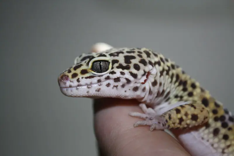 Leopard Gecko 22