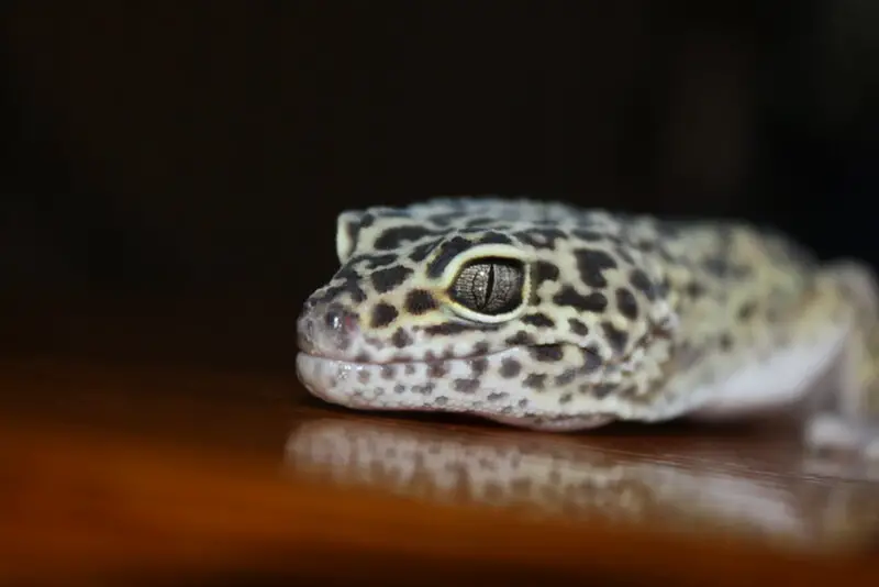 Gecko Leopard 24