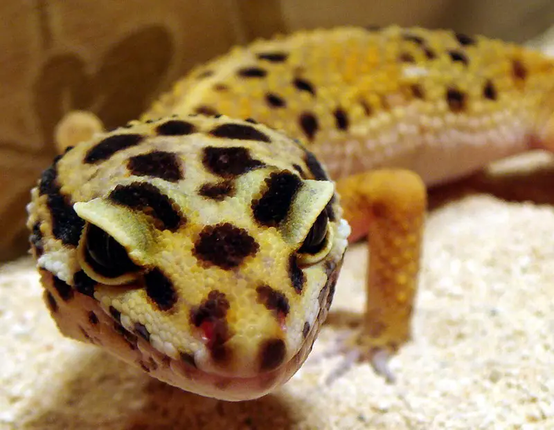 Леопардовый геккон 26