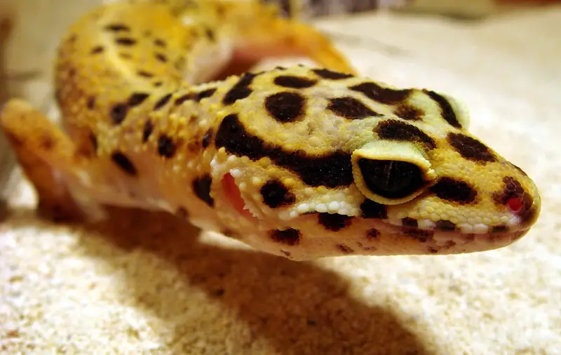 Leopard Gecko 29