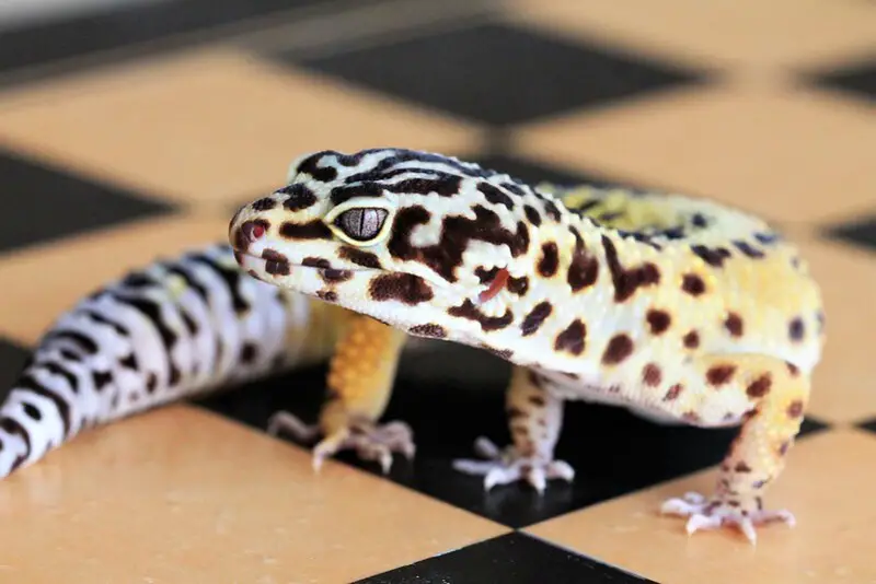 Liopard Gecko 3