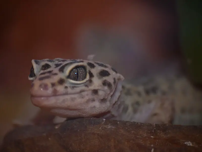 Leopadi Gecko 30