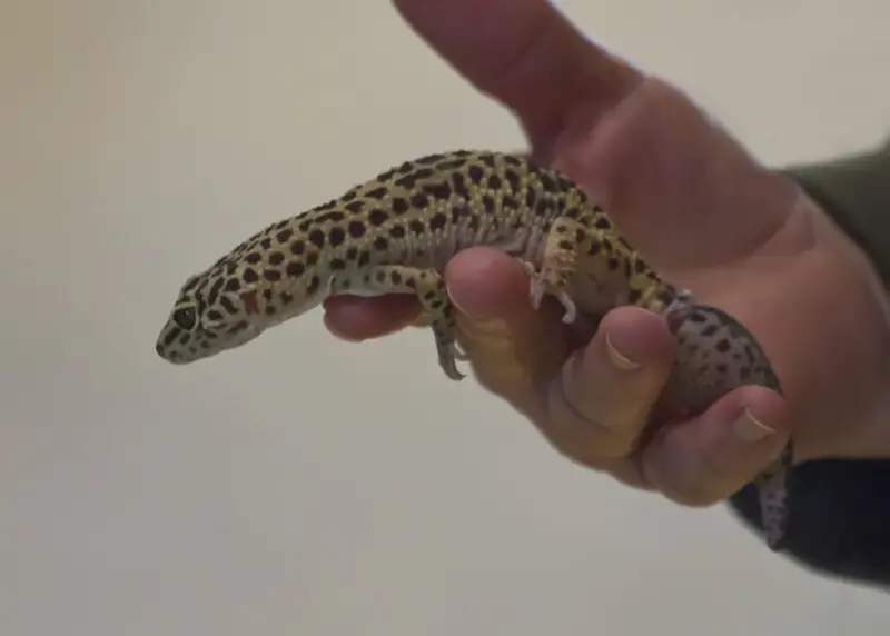 Leopard Gecko 31