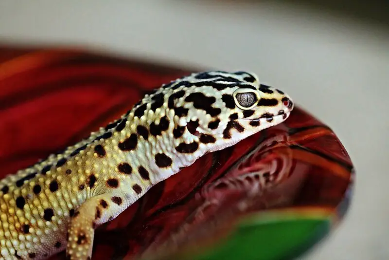 Leopard Gecko 33
