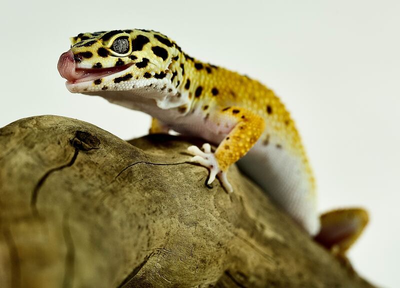 Леопардовый геккон 34