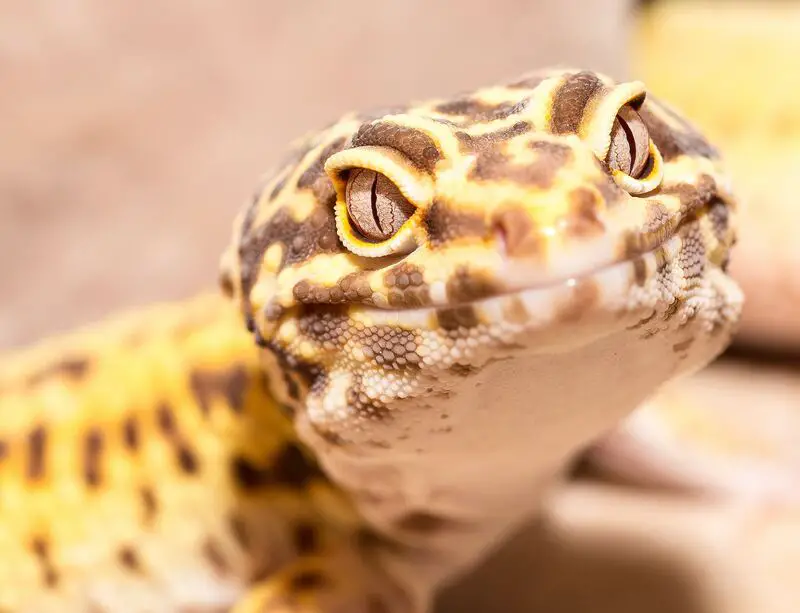 Ingwe Gecko 35