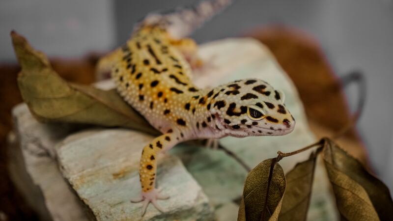 Gecko leopard 36