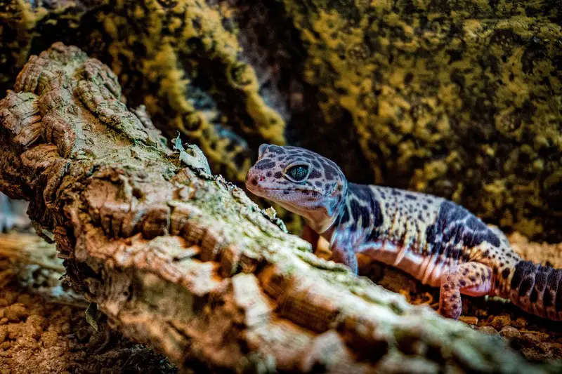 Leopard Gecko 38