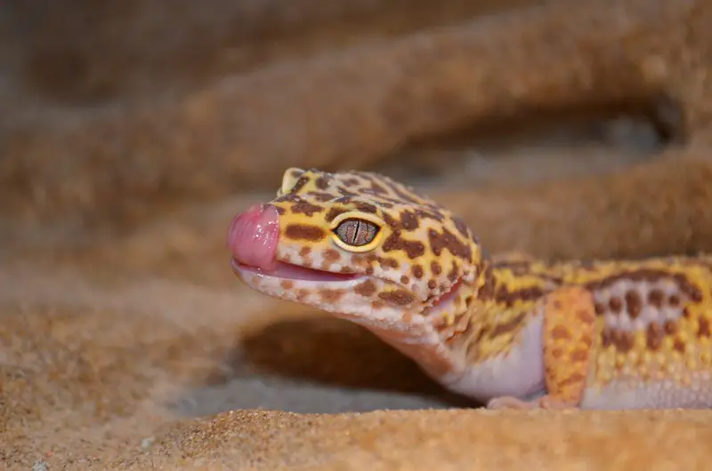 I-Leopard Gecko 39