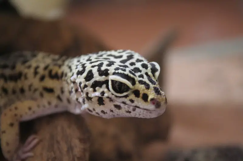 Leopar Gecko 43
