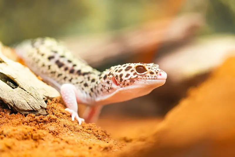 Gecko leopard 44