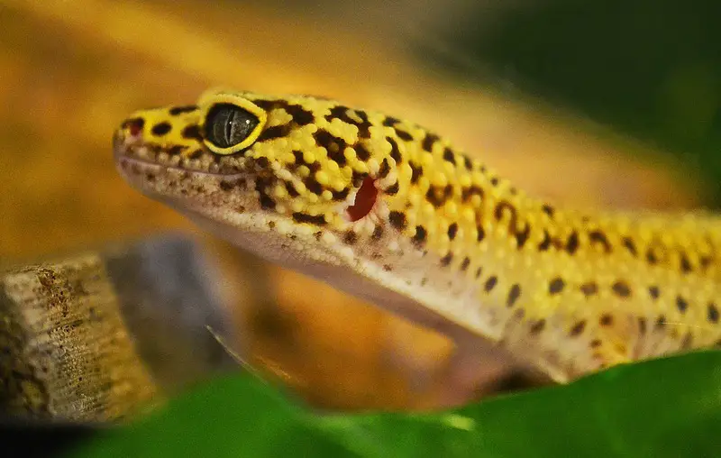 Leopard Gecko 45