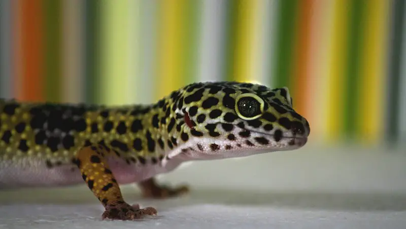 Gecko leopard 46