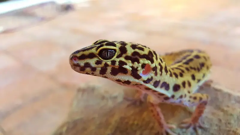 Chui Gecko 47