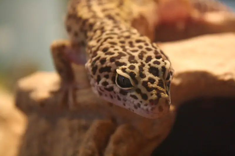 Leopard Gecko 6