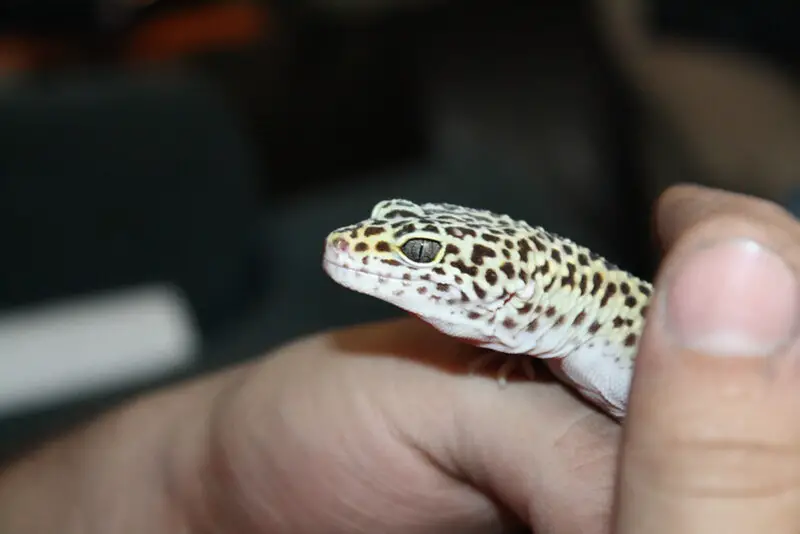 Leopard Gecko 9
