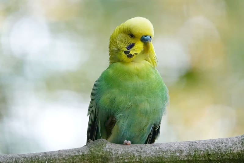 papuga długoogonowa 24