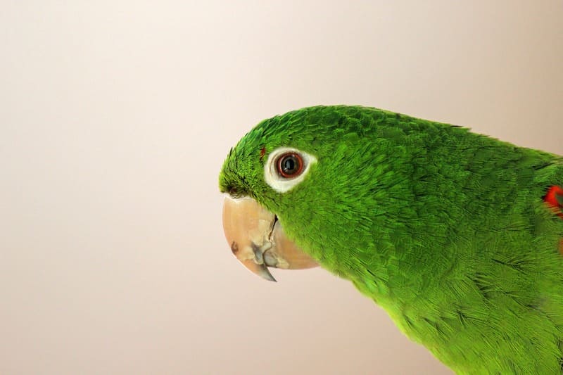 Parakeet 27