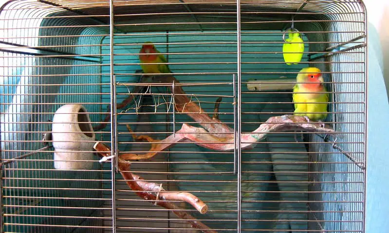 Parrot Cage 1