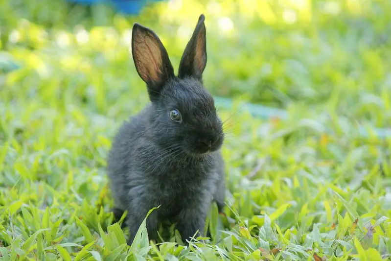 Tavşan 16