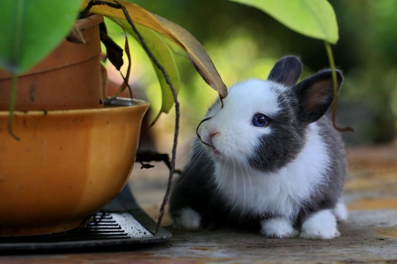 خرگوش 3