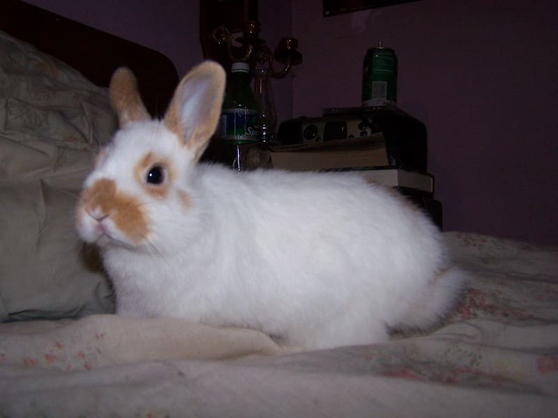Кролик 34