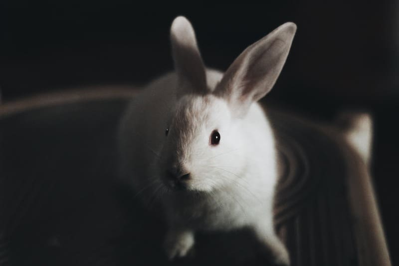 Rabbit 9