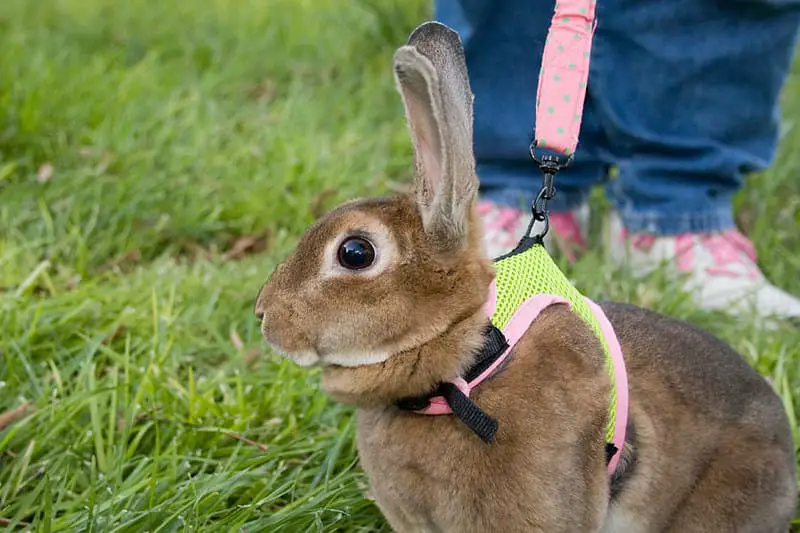 Rabbit Harness 1