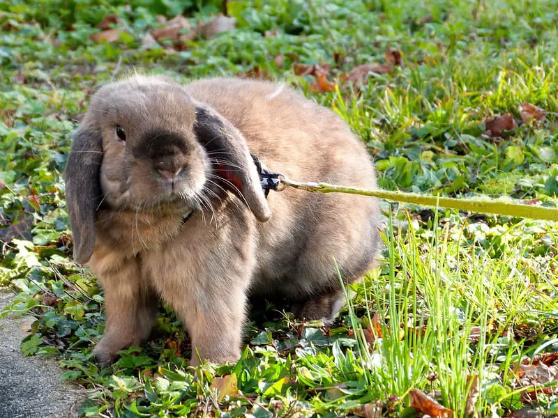 Rabbit Harness 2