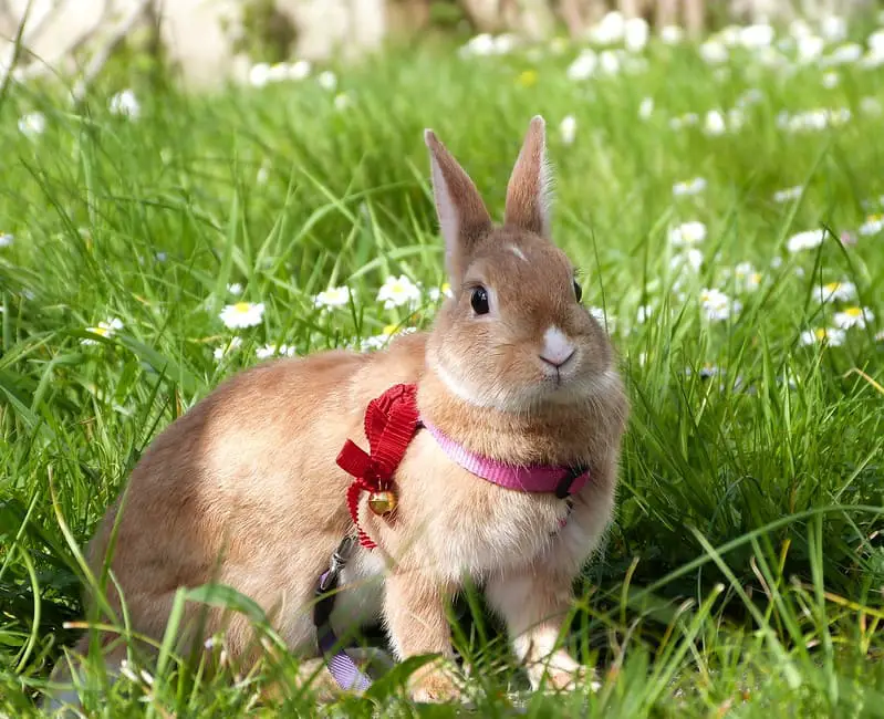 Rabbit Harness 3