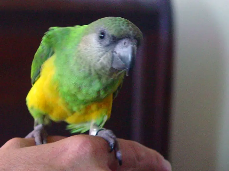 Senegal Parrot 11