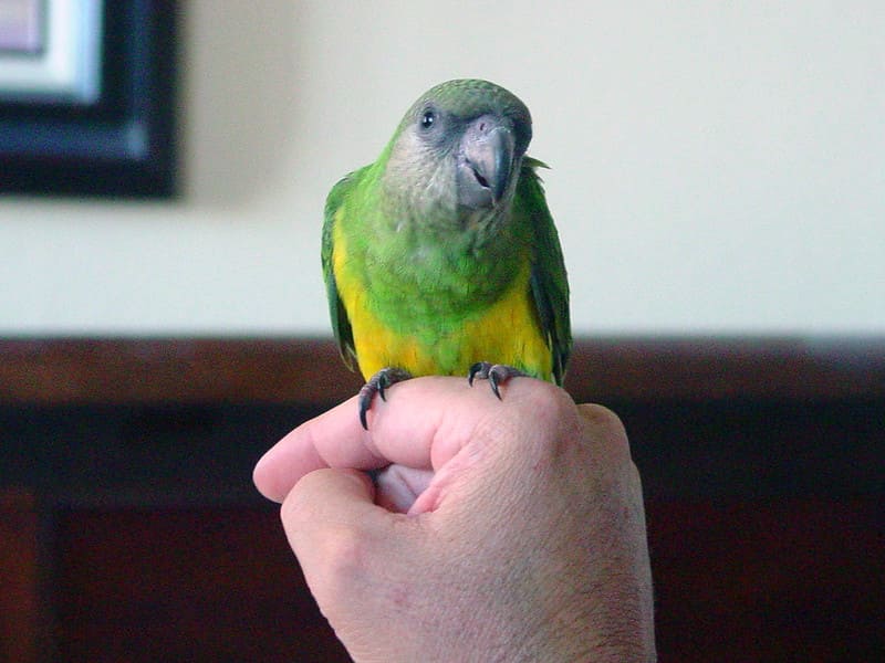 Senegalský papagáj 12