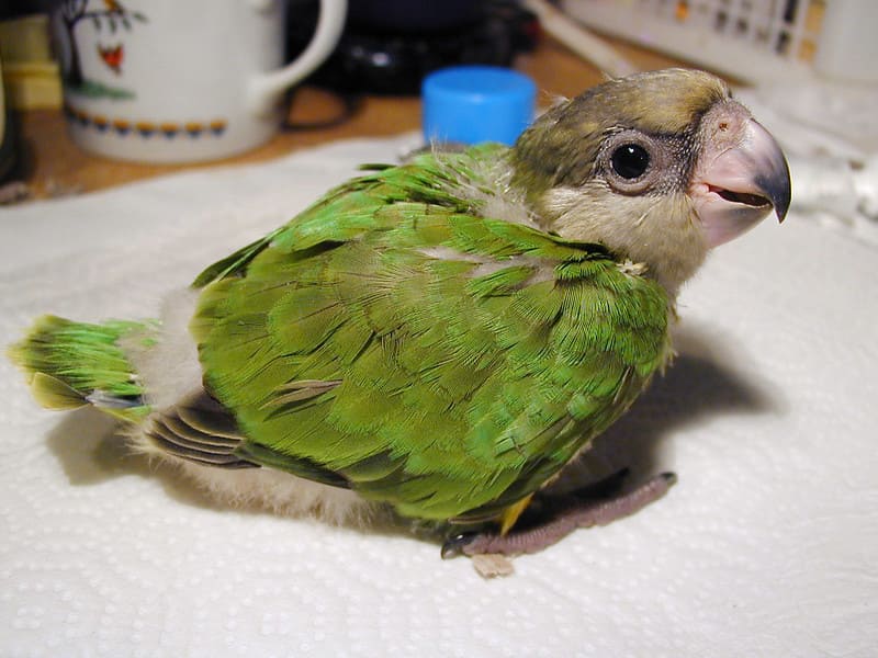 Senegalský papagáj 13