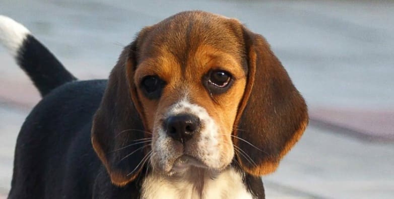 beagle 3
