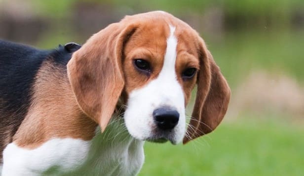 56 Cute Beagle Names With Meanings - ZooNerdy