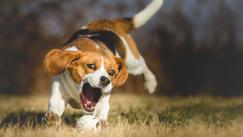 100 Best Beagle Names (for Male & Female Dogs) - ZooNerdy