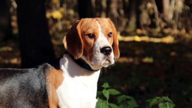 samiec psa rasy beagle