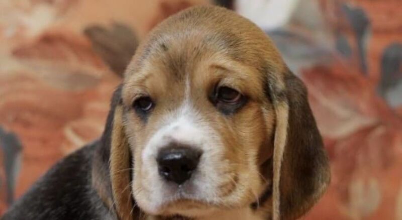 κουτάβι beagle 1 1
