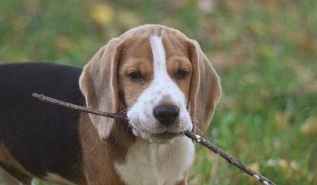 beagle pup 1