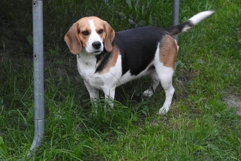 beagle pup 2 1