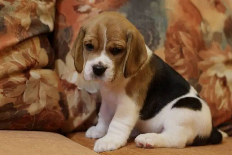 beagle pup 3