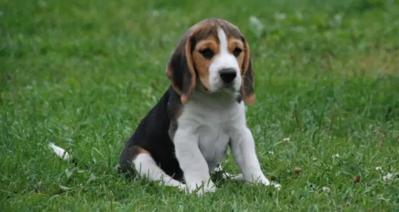 beagle puppy sit