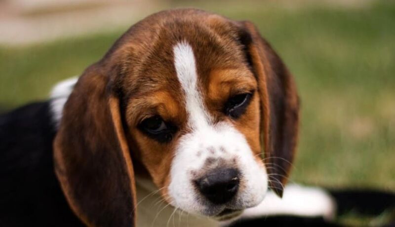 agleານ້ອຍ beagle