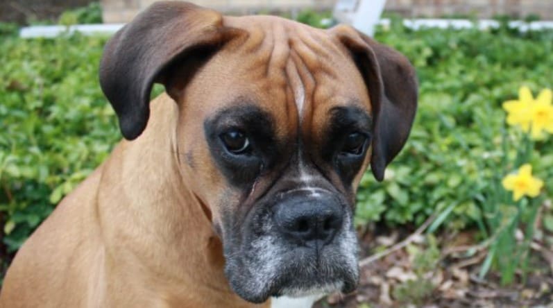 boxer dog 20