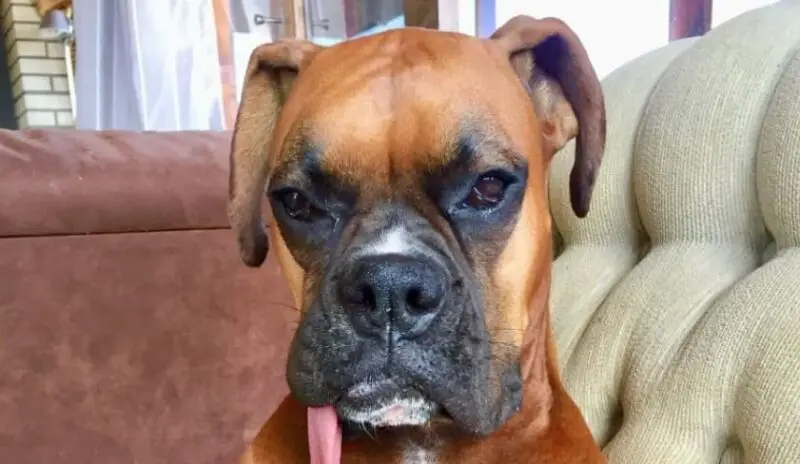 boxer dog 22