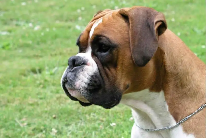 boxer dog 26