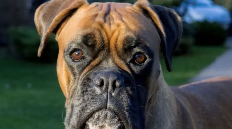 boxer dog 30