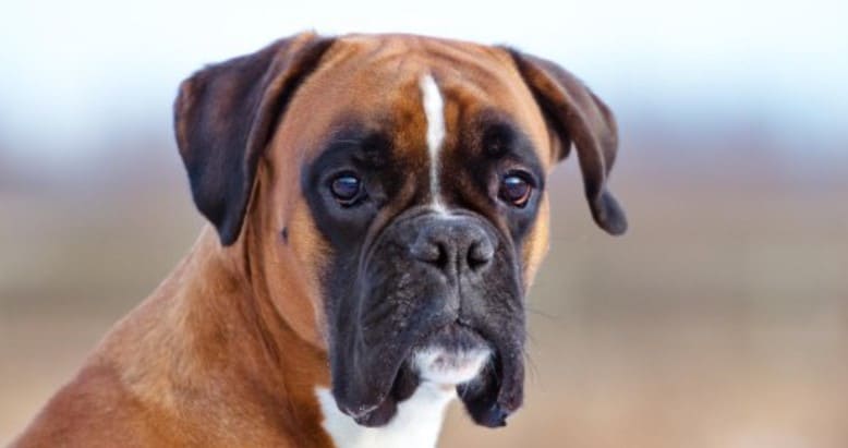 boxer dog 36